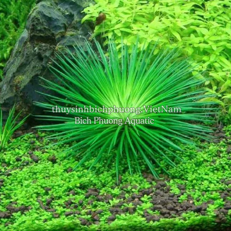 DÙI TRỐNG LÁ KIM (Eriocaulon cinereum) - CÂY THỦY SINH, BÁN CẠN