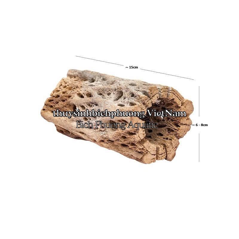 LARGE CHOLLA WOOD - LŨA XƯƠNG RỒNG