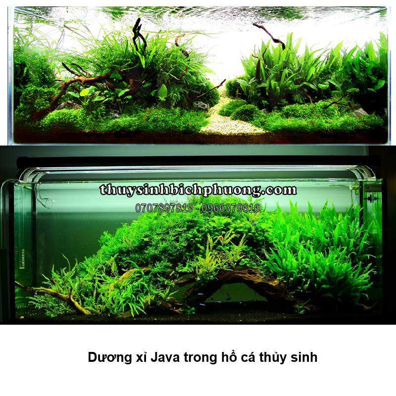 DƯƠNG XỈ JAVA MINI | MICROSORUM PTEROPUS MINI - CÂY THỦY SINH