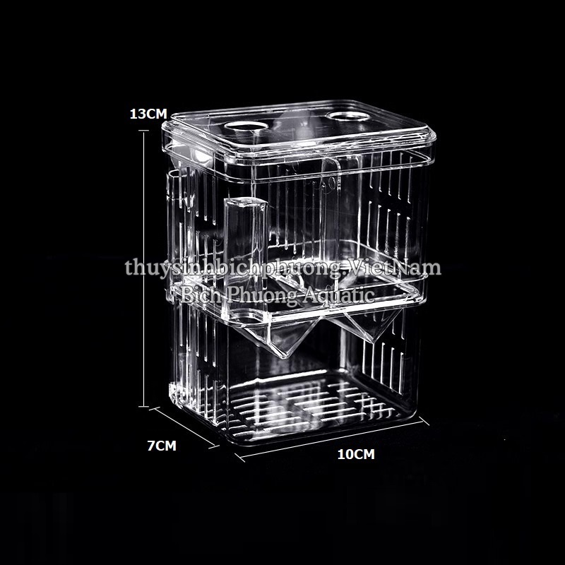 BOX MICA TÁCH CÁ SINH SẢN – GIẢI PHÁP SINH SẢN AN TOÀN CHO CÁ CẢNH