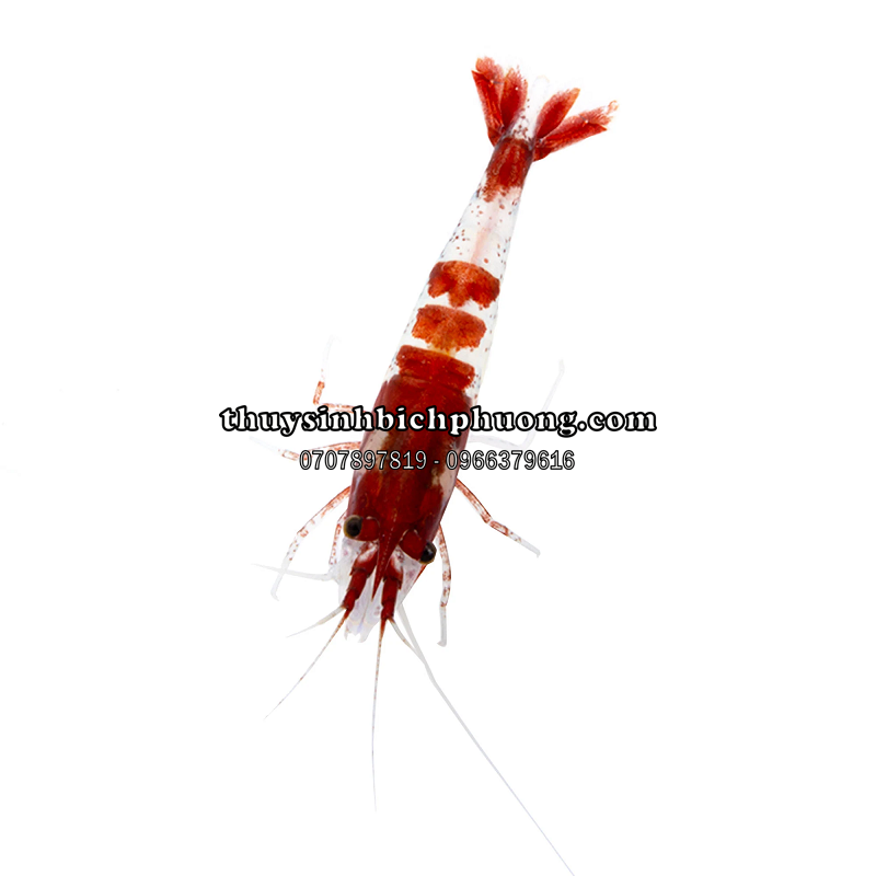 TÉP RILI ĐỎ - RILI RED SHRIMP