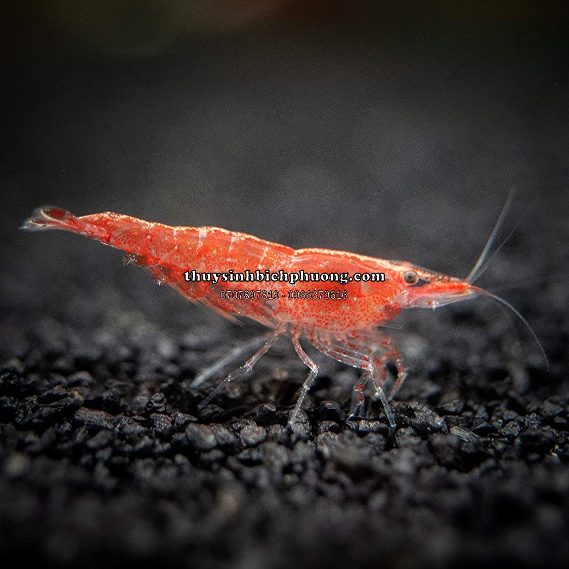 TÉP ĐỎ - SUPER RED CHERY SHRIMP