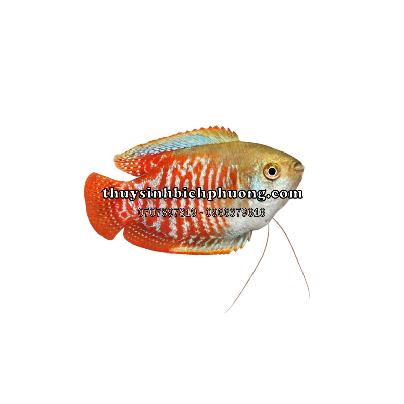 CÁ SẶC GẤM - DWARF NEON GOURAMI