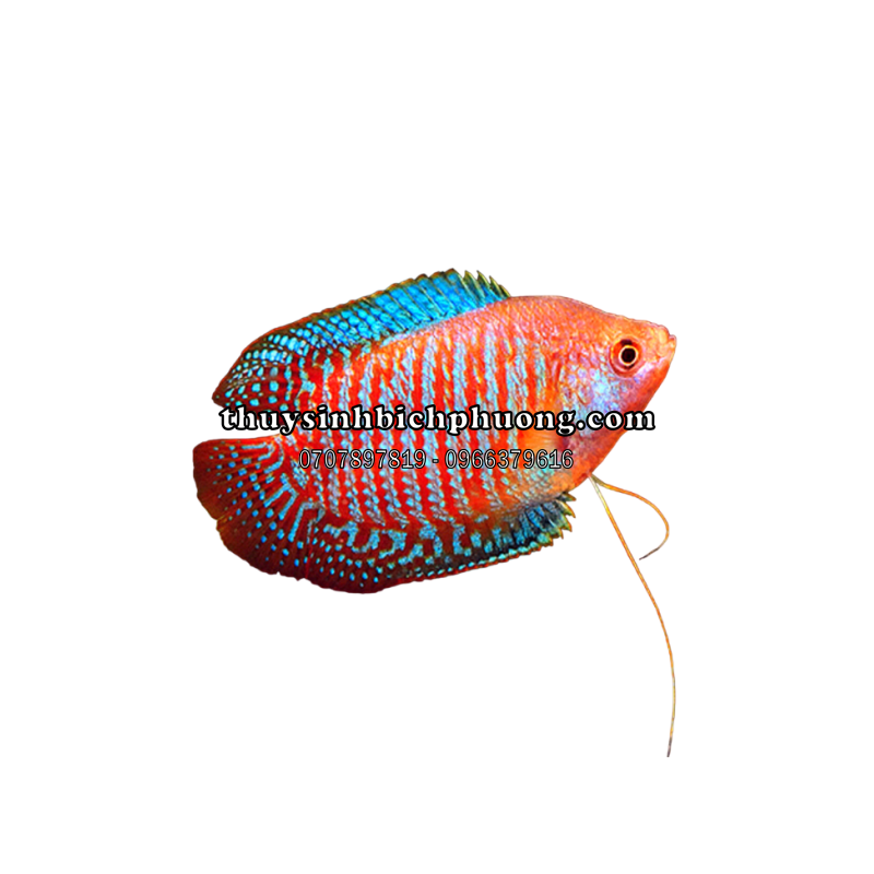 CÁ SẶC GẤM - DWARF NEON GOURAMI