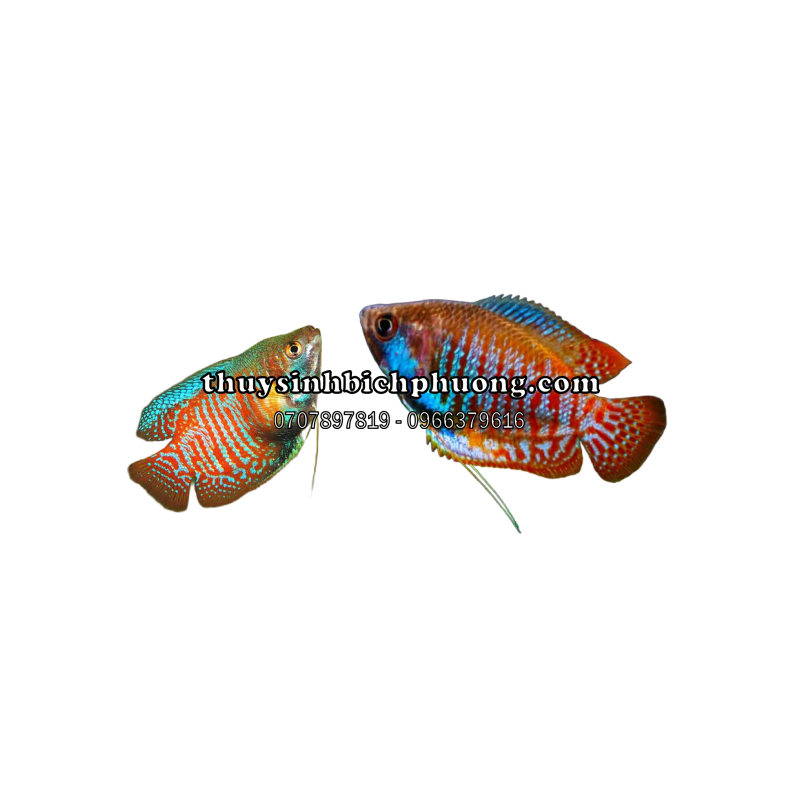 CÁ SẶC GẤM - DWARF NEON GOURAMI