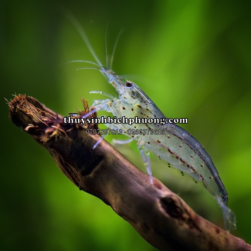 TÉP YAMATO | AMANO SHRIMP - DŨNG SĨ DIỆT RÊU HẠI