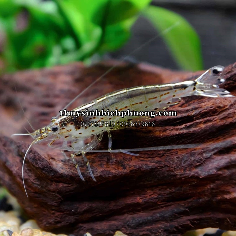 TÉP YAMATO | AMANO SHRIMP - DŨNG SĨ DIỆT RÊU HẠI