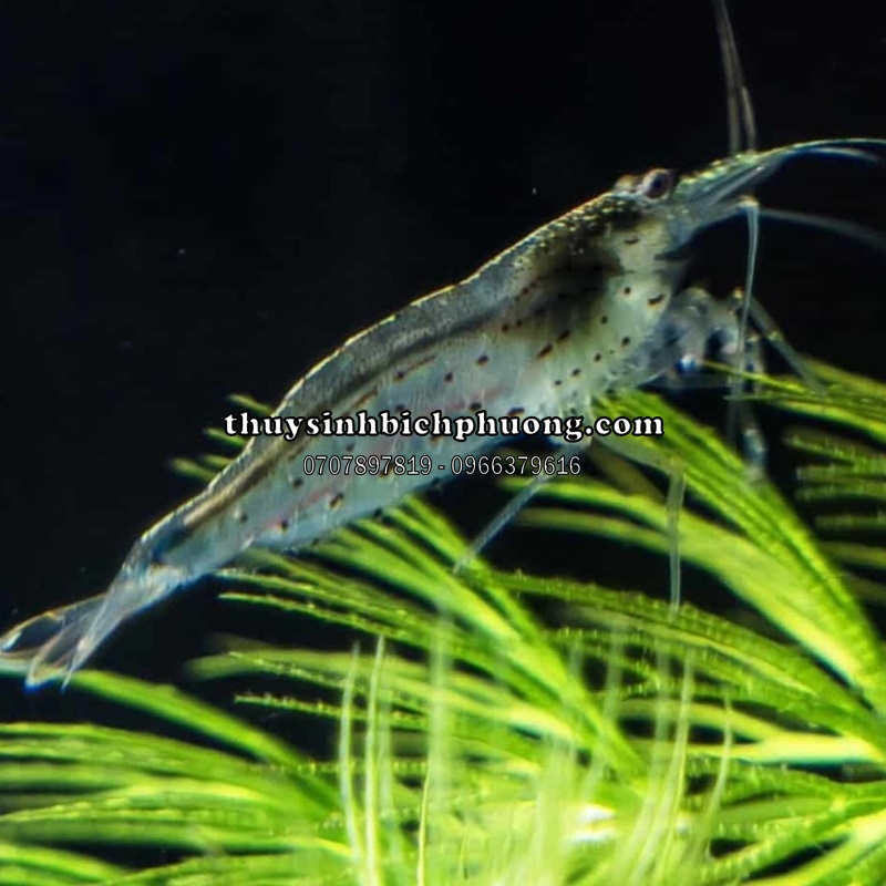 TÉP YAMATO | AMANO SHRIMP - DŨNG SĨ DIỆT RÊU HẠI