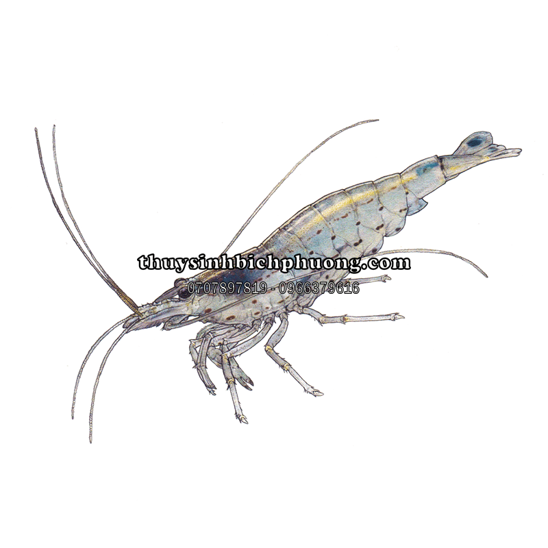 TÉP YAMATO | AMANO SHRIMP - DŨNG SĨ DIỆT RÊU HẠI