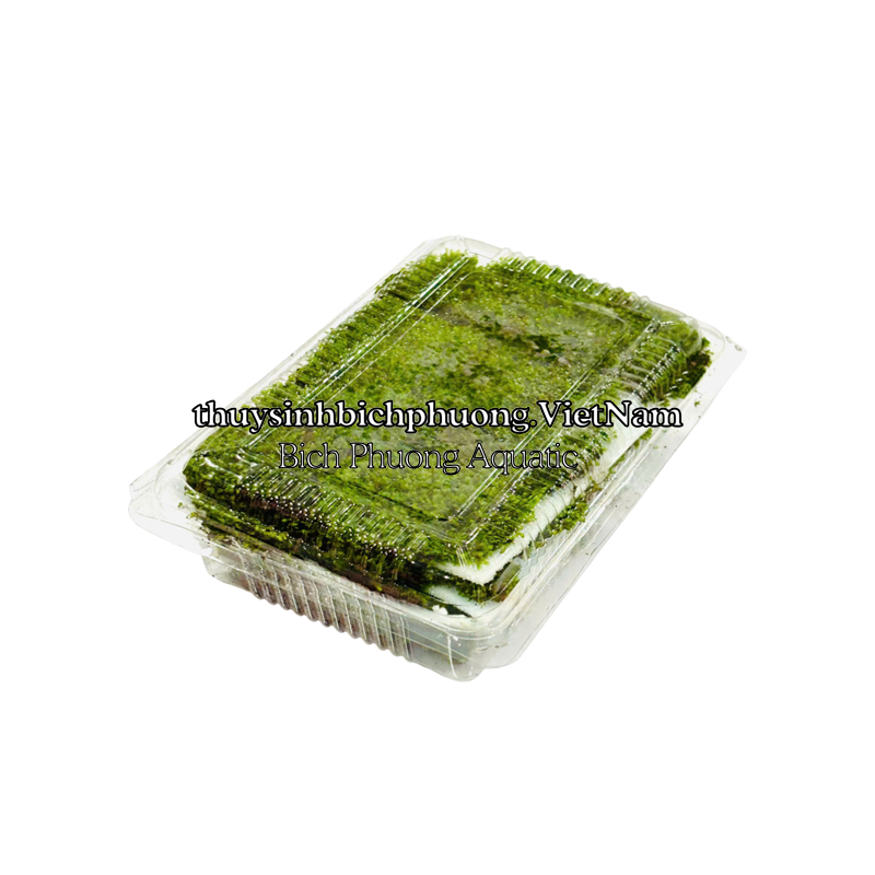 MINI FISSIDEN | MINI FISS MOSS - RÊU TRÃI NỀN MINIFISS
