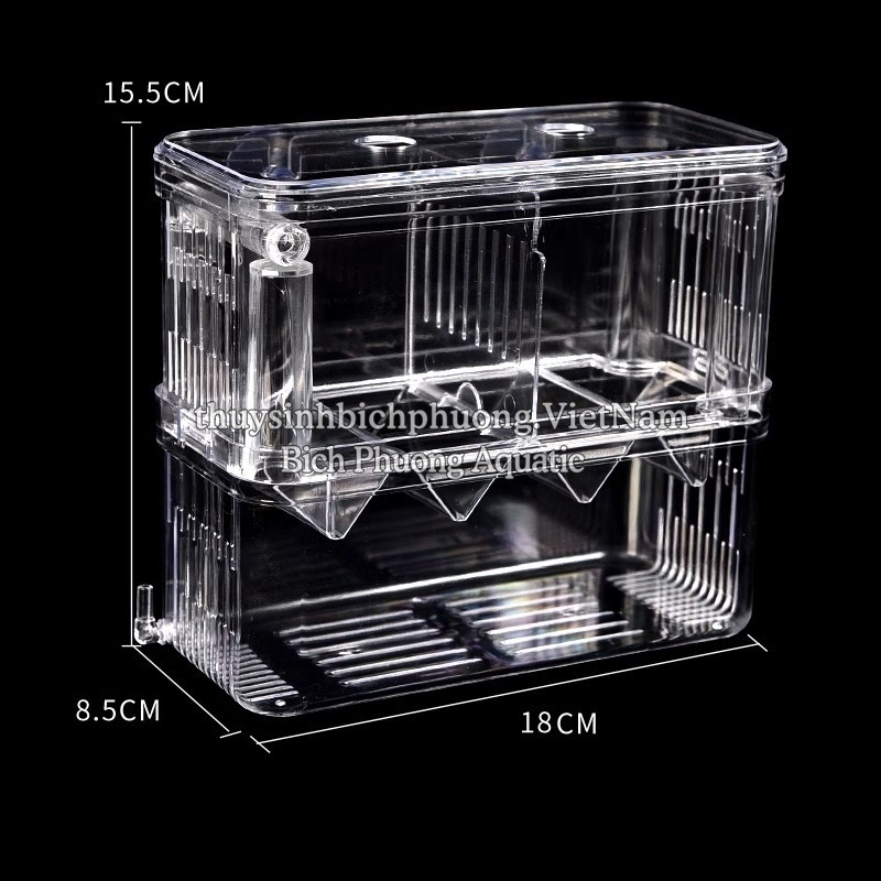 BOX MICA TÁCH CÁ SINH SẢN – GIẢI PHÁP SINH SẢN AN TOÀN CHO CÁ CẢNH