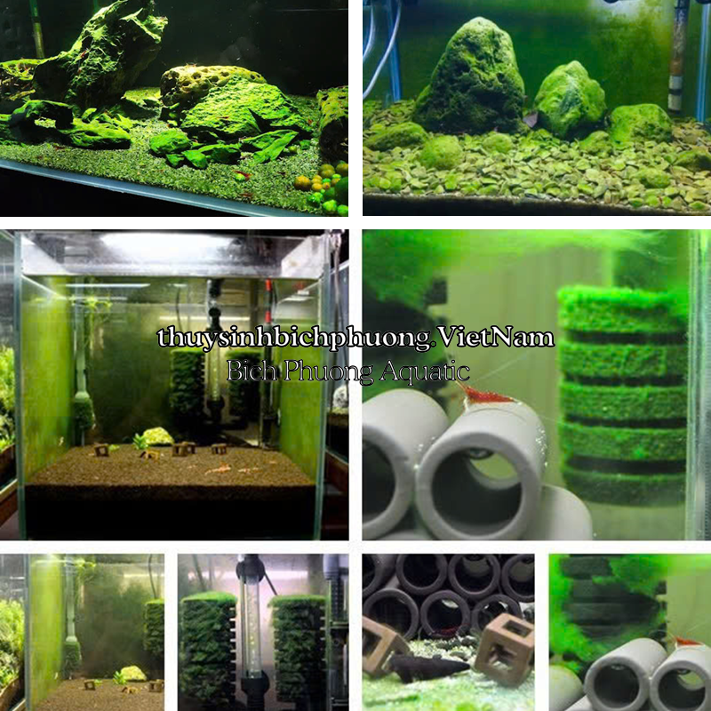 BỘT TẠO RÊU, KÍCH TẢO XANH CHO HỒ CÁ CẢNH, TÉP SULA | THUỶ SINH BÍCH PHƯƠNG