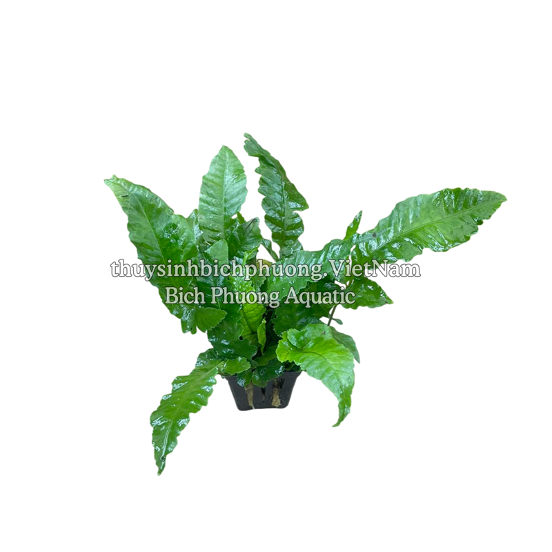 DƯƠNG XỈ LÁ ỔI (Bolbitis heteroclita) - CÂY THỦY SINH