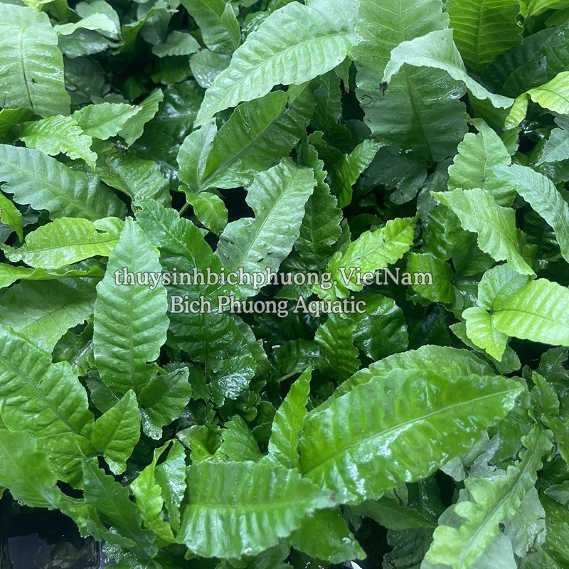 DƯƠNG XỈ LÁ ỔI (Bolbitis heteroclita) - CÂY THỦY SINH