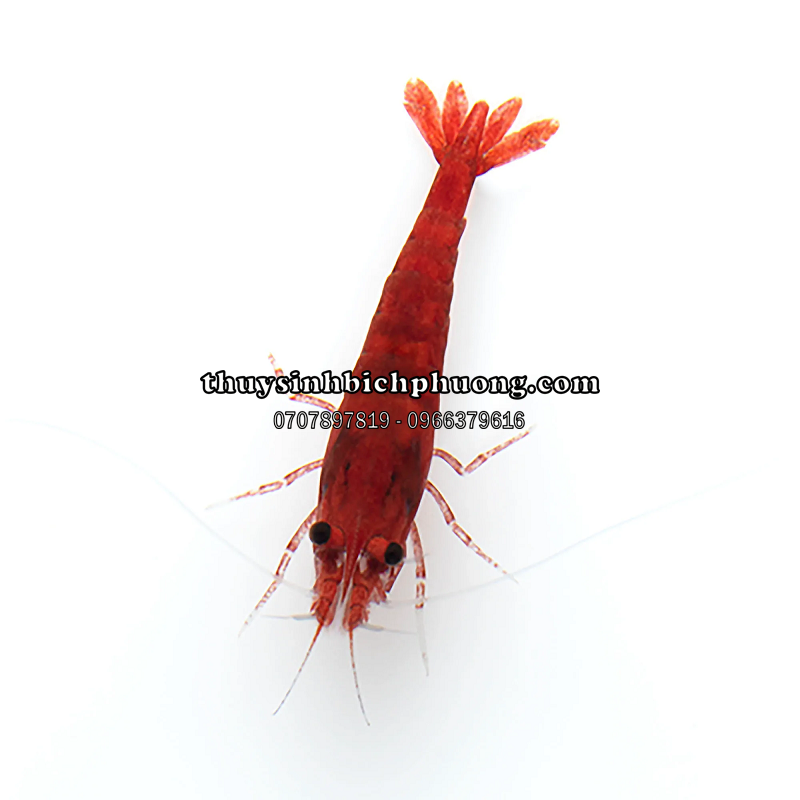 TÉP ĐỎ LỬA - FIRE RED SHRIMP