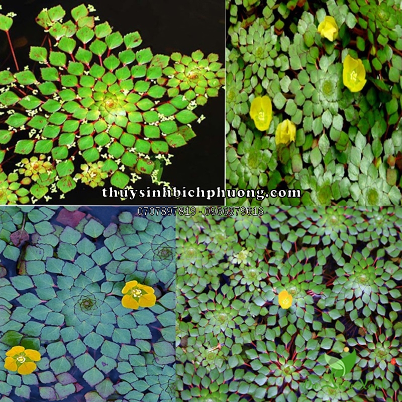 CÂY ẤU THÁI THỦY SINH