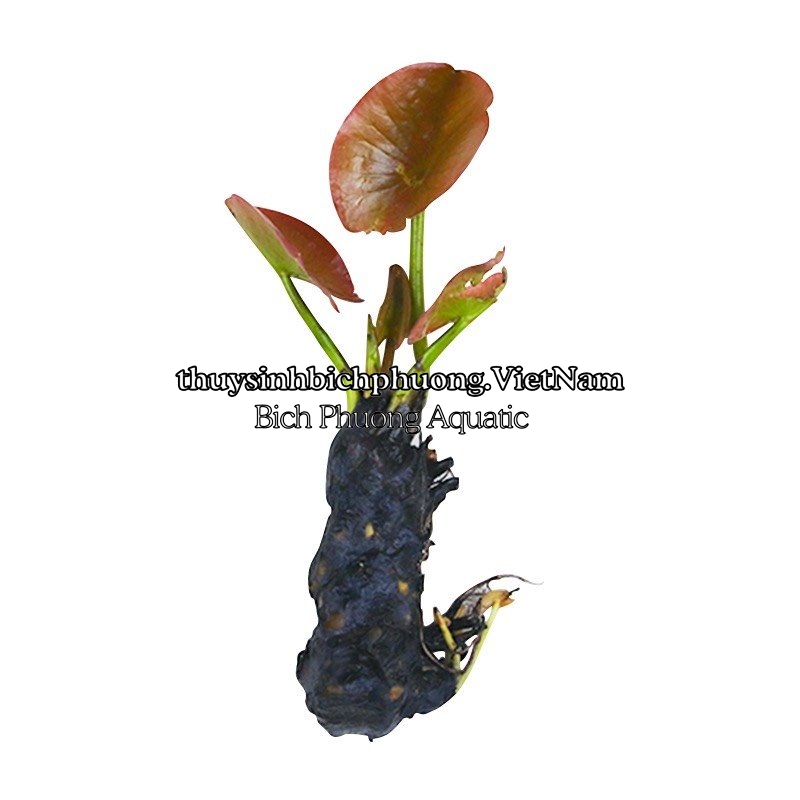 CỦ SÚNG | CỦ SEN THÁI ĐỎ - CÂY THỦY SINH