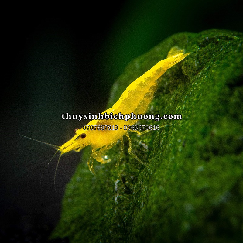 TÉP VÀNG SỌC - ORANGE LINE SHRIMP