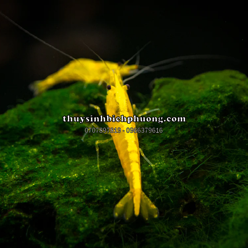 TÉP VÀNG SỌC - ORANGE LINE SHRIMP