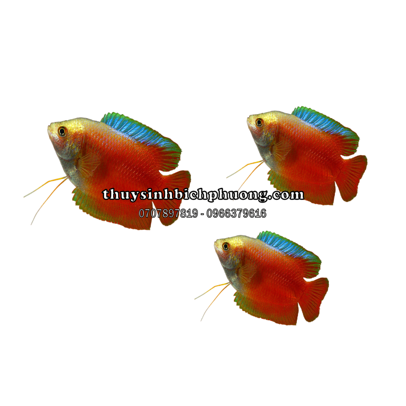 CÁ SẶC LỬA - ROYAL RED GOURAMI