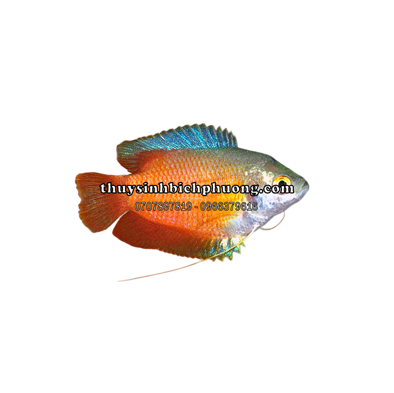 CÁ SẶC LỬA - ROYAL RED GOURAMI