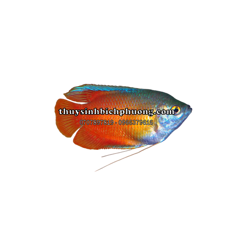 CÁ SẶC LỬA - ROYAL RED GOURAMI