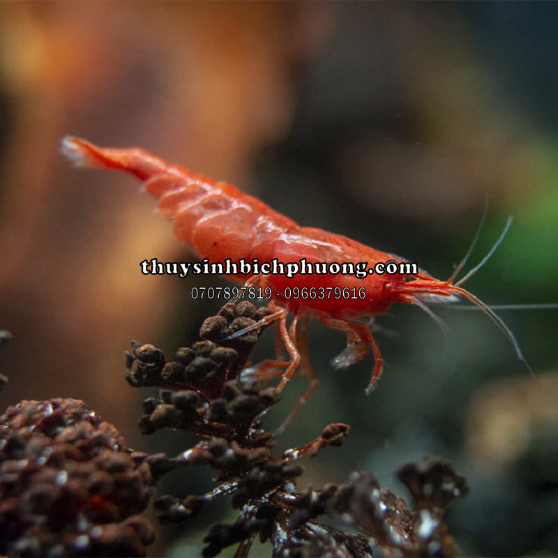 TÉP ĐỎ LỬA - FIRE RED SHRIMP