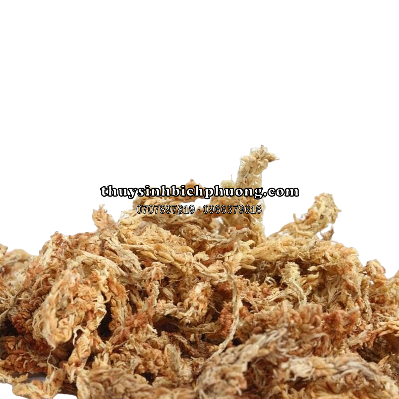 DỚN CHILE (TÚI 100GR) - DỚN MỀM, DỚN KHÔ, DỚN TRẮNG, GIÁ THỂ TRỒNG LAN, CÂY BẮT MỒI, KIỂNG LÁ