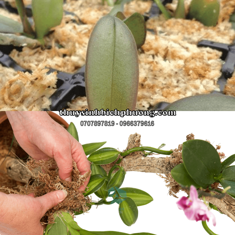 DỚN CHILE (TÚI 100GR) - DỚN MỀM, DỚN KHÔ, DỚN TRẮNG, GIÁ THỂ TRỒNG LAN, CÂY BẮT MỒI, KIỂNG LÁ