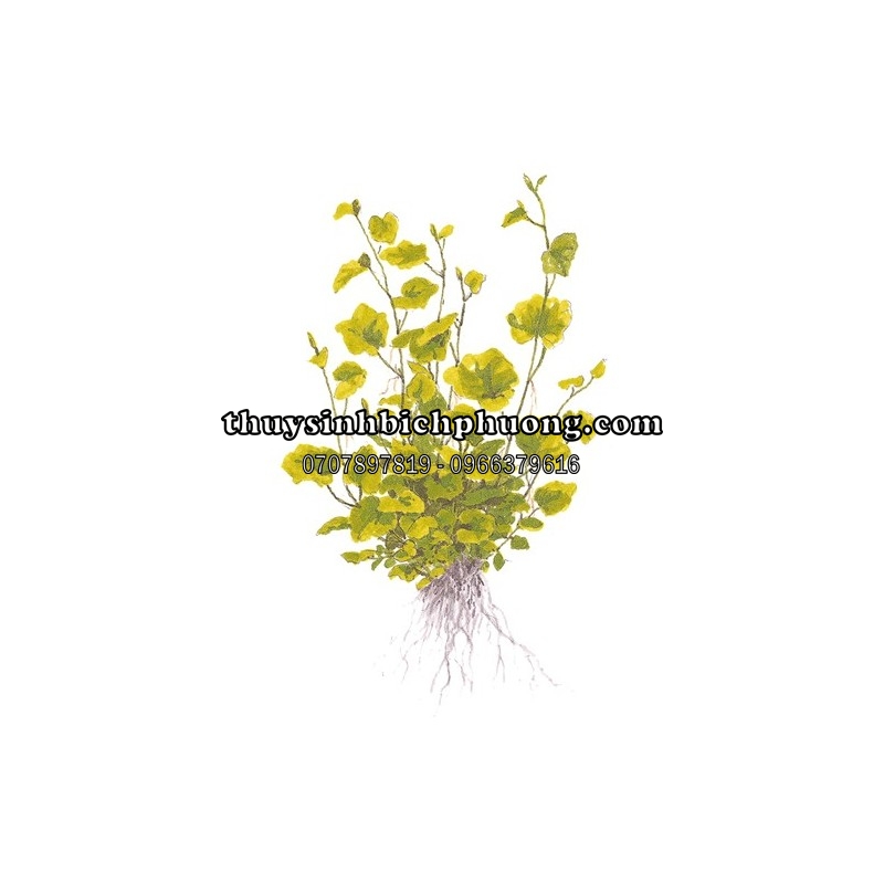 RAU MÁ NHẬT | CARDAMINE JAPONICA - CÂY THỦY SINH , BÁN CẠN