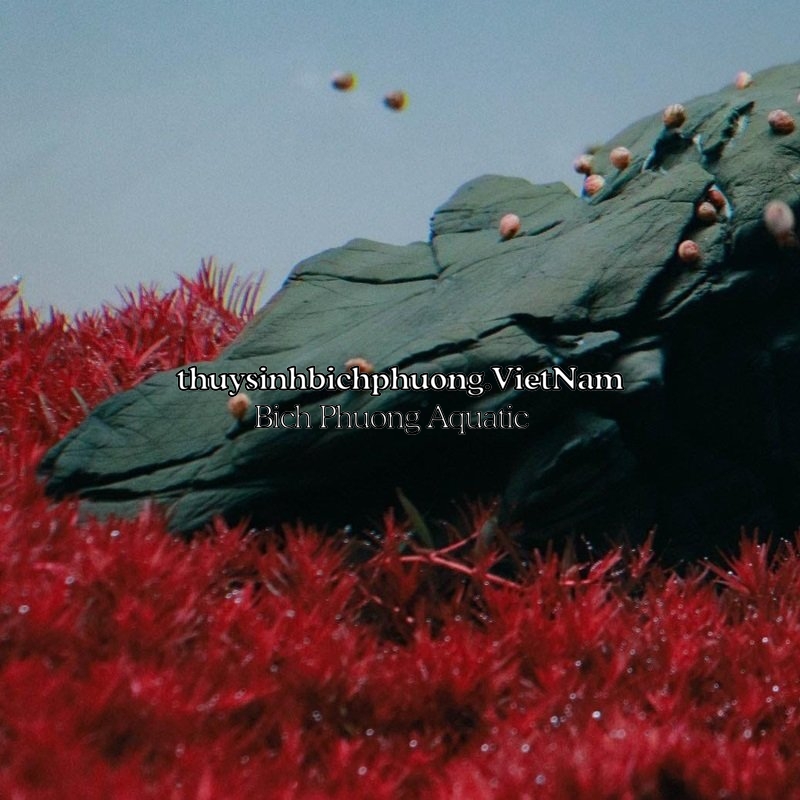 CỐT NỀN THỦY SINH CIBI AQUA