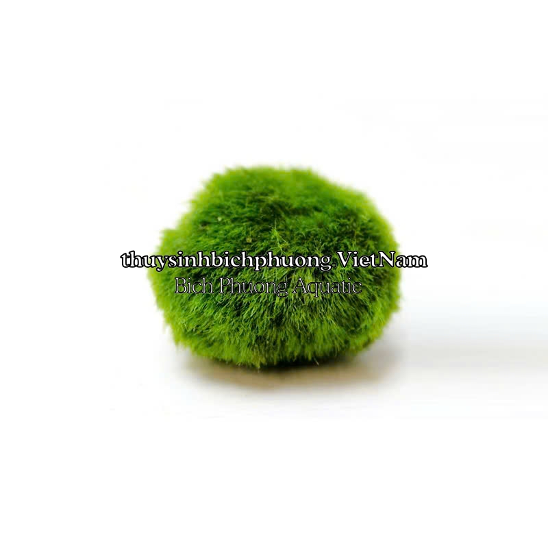 MARIO MOSS BALL - TẢO CẦU RÊU NHẬT BẢN