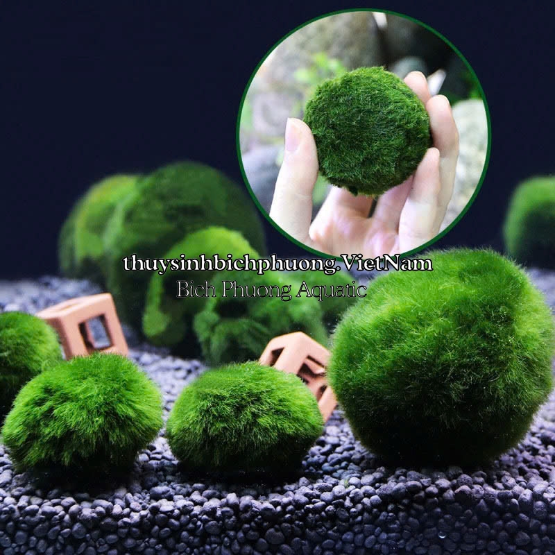 MARIO MOSS BALL - TẢO CẦU RÊU NHẬT BẢN