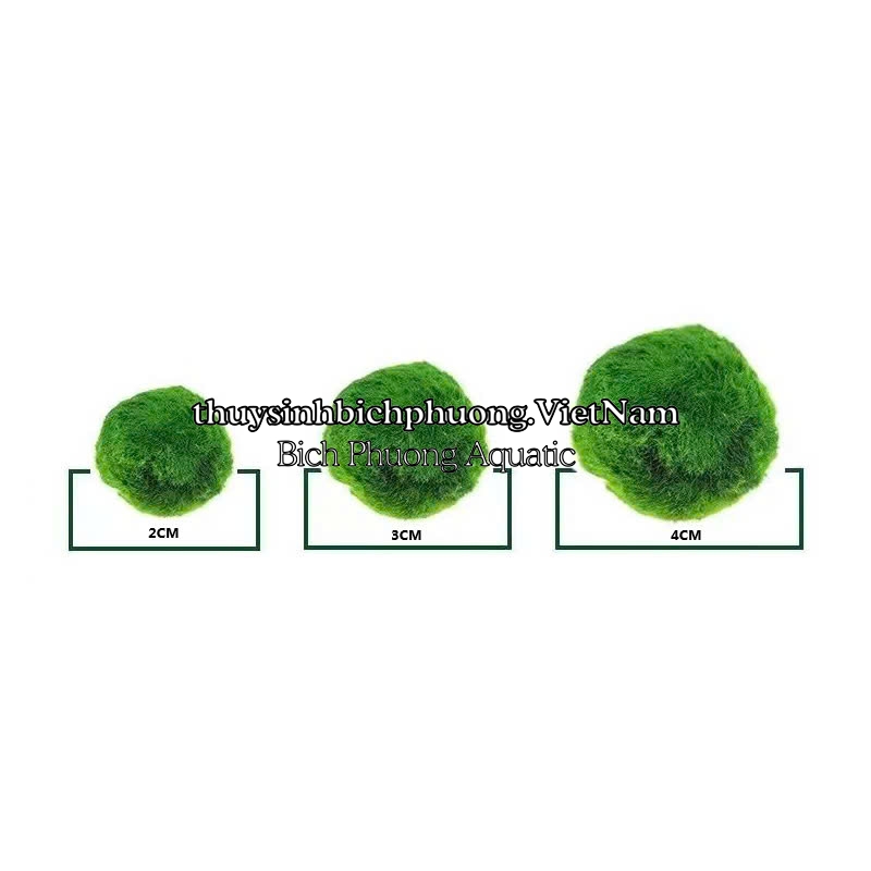 MARIO MOSS BALL - TẢO CẦU RÊU NHẬT BẢN