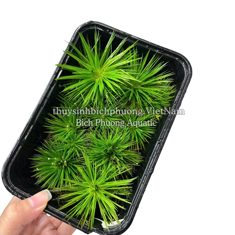 DÙI TRỐNG LÁ KIM (Eriocaulon cinereum) - CÂY THỦY SINH, BÁN CẠN