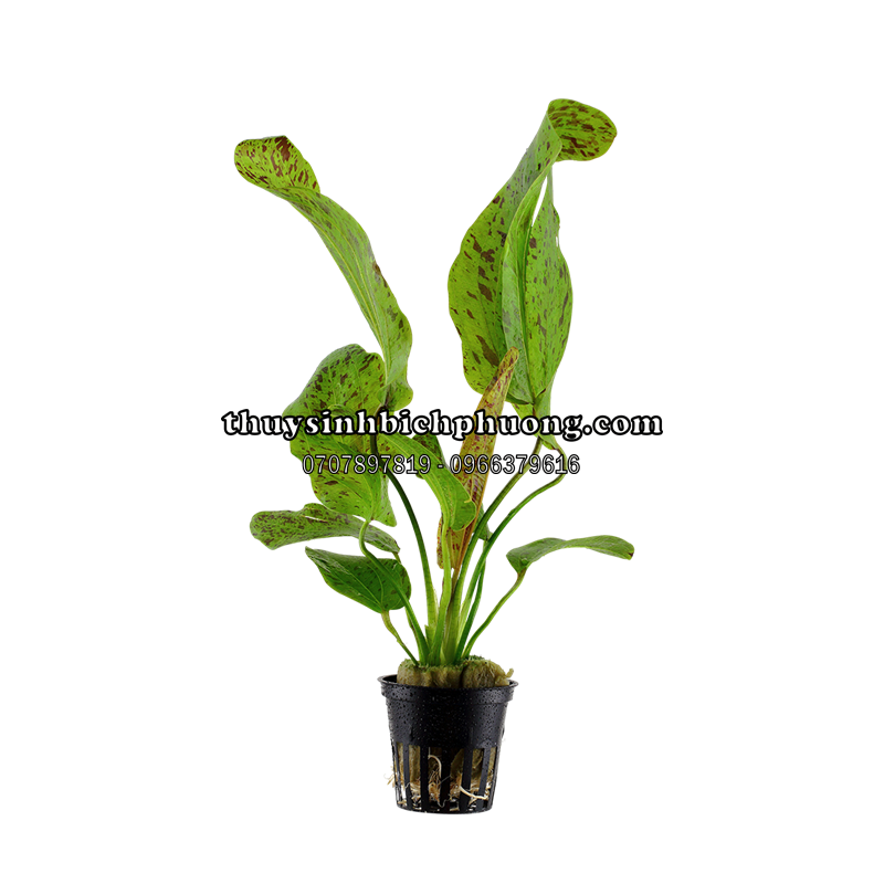 TRẦU XANH CHẤM BI | ECHINODORUS OZELOT GREEN