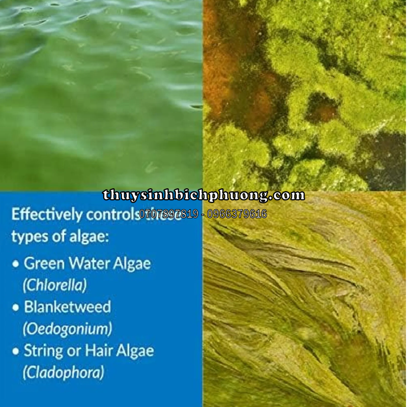 API  ALGAEFIX - PHÒNG VÀ ĐIỀU TRỊ RÊU HẠI, TẢO HẠI CHO HỒ CÁ CẢNH