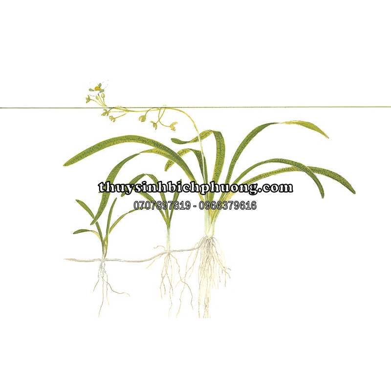 CÂY CỎ THÌA THỦY SINH