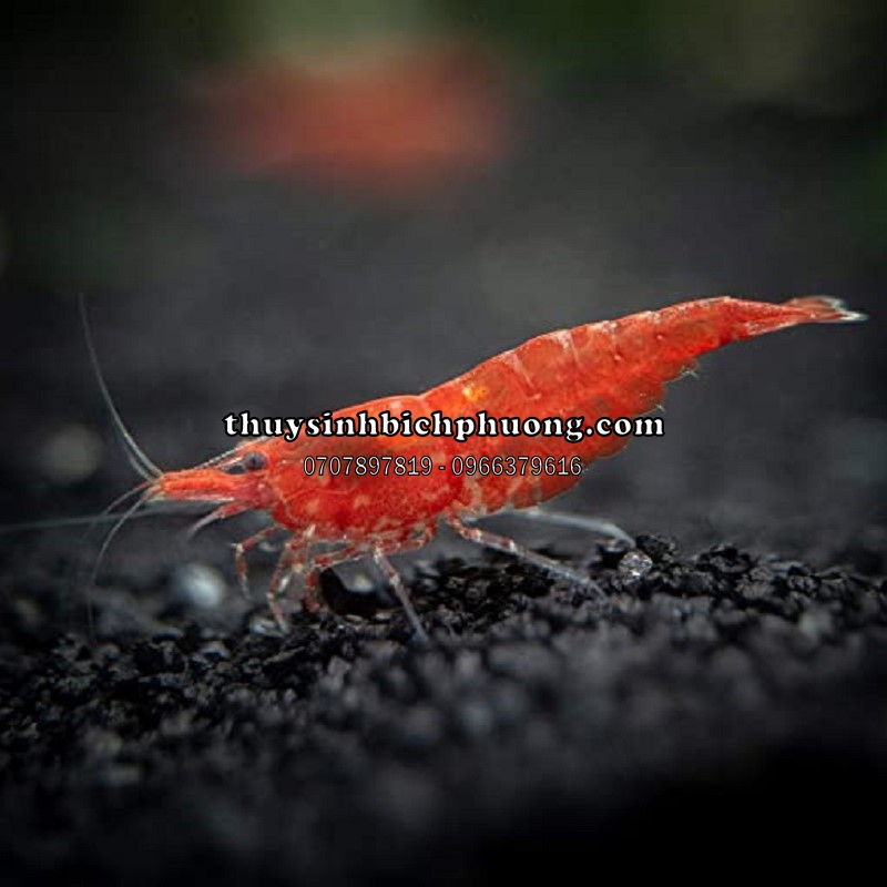 TÉP ĐỎ - SUPER RED CHERY SHRIMP