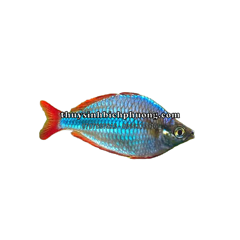 CẦU VỒNG XANH (RAINBOW BLUE) - CÁ CẢNH