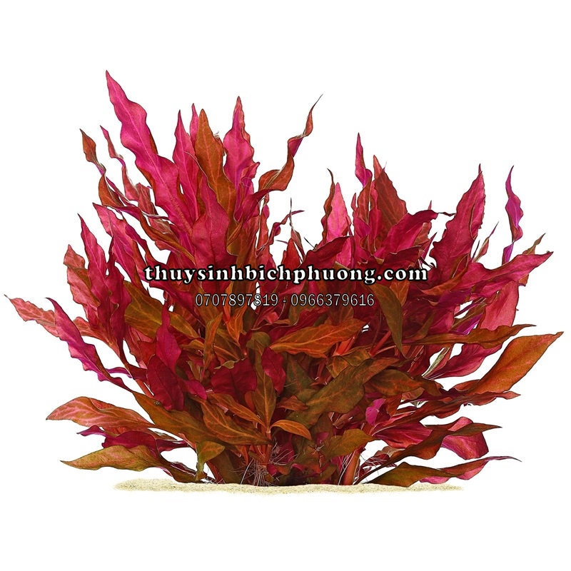 HUYẾT TÂM LAN MINI GÂN TRẮNG |  ALTERNANTHERA REINECKII 