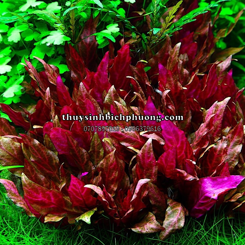 HUYẾT TÂM LAN MINI GÂN TRẮNG |  ALTERNANTHERA REINECKII 