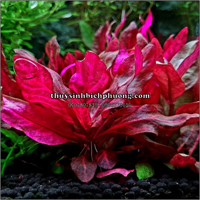 HUYẾT TÂM LAN MINI GÂN TRẮNG |  ALTERNANTHERA REINECKII 