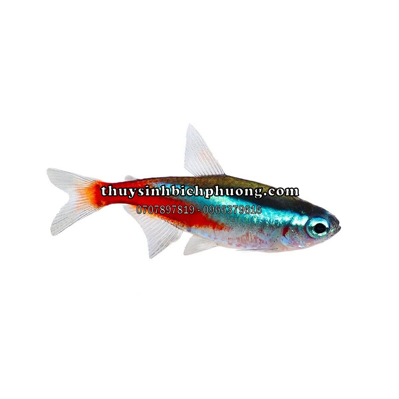 NEON XANH | NEON TETRA GREEN - CÁ CẢNH