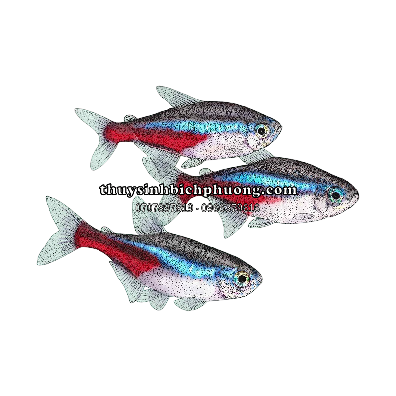 NEON XANH | NEON TETRA GREEN - CÁ CẢNH