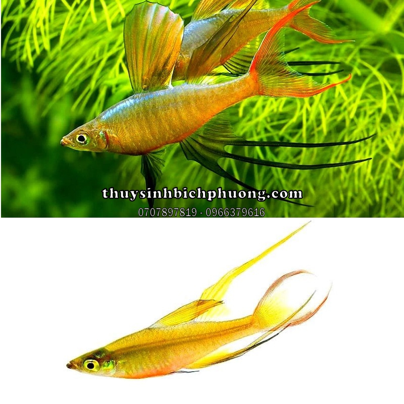 CẦU VỒNG VÂY DÀI (THREADFIN) - CÁ CẢNH