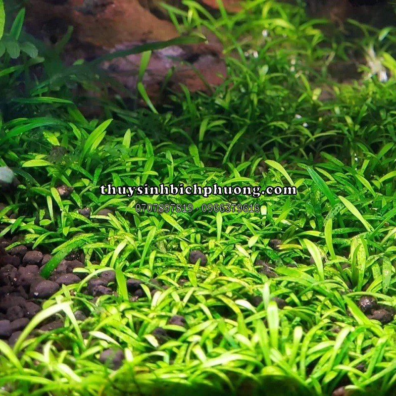 TIÊU THẢO PARVA MINI - CÂY THỦY SINH | THUỶ SINH BÍCH PHƯƠNG