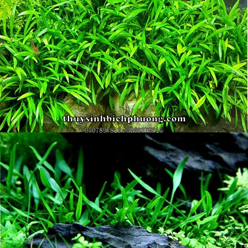 TIÊU THẢO PARVA MINI - CÂY THỦY SINH | THUỶ SINH BÍCH PHƯƠNG