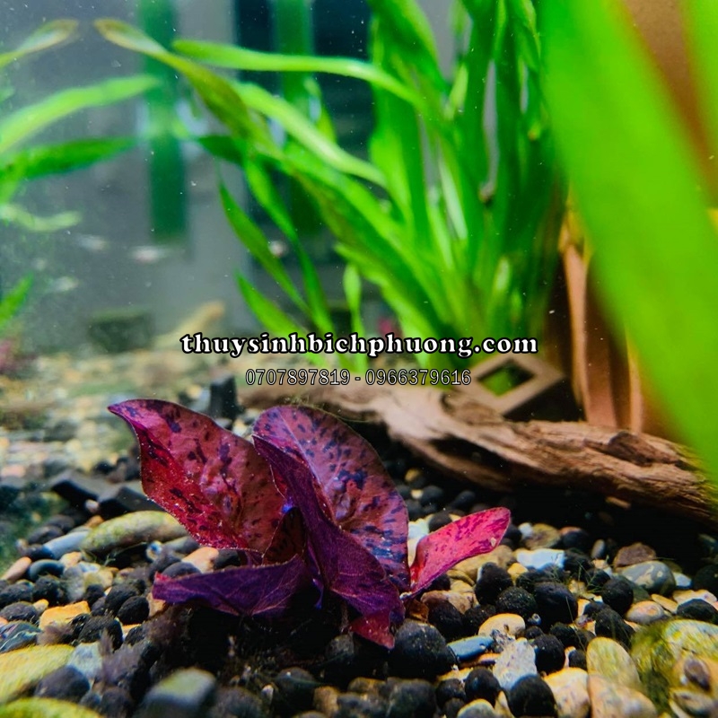 CÂY SEN TIGER MINI THỦY SINH
