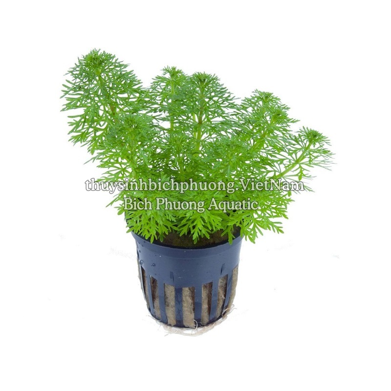 TIỂU BẢO THÁP - CÂY THỦY SINH